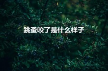 跳蚤咬了是什么样子（被跳蚤咬是什么样子的）